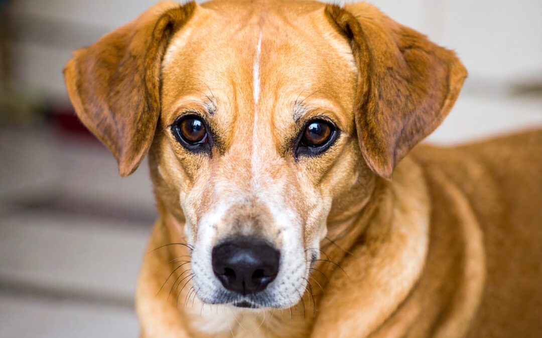 Tierschutzrecht: Ihr Recht für die, die keine Stimme haben